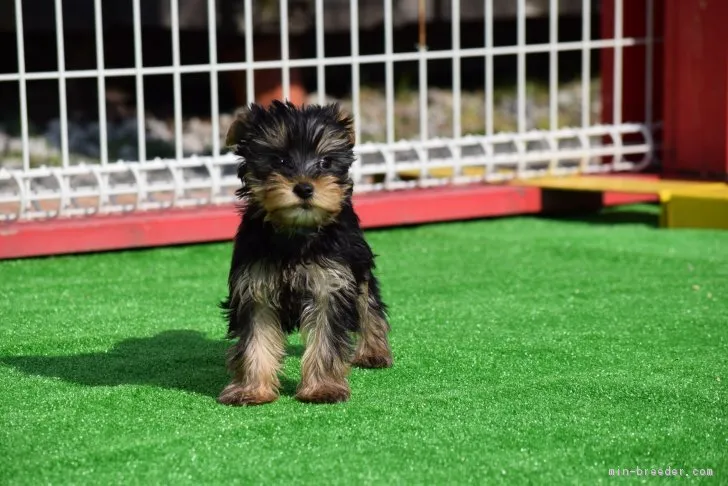 ID：1702-01192の子犬