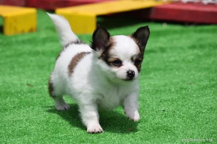 ID:1704-01920の子犬