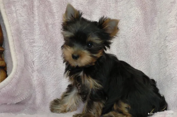 ID：1612-00094の子犬