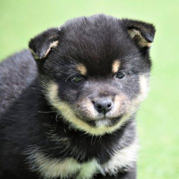 柴犬(豆柴)【大阪府・女の子・2023年1月28日・黒】の写真「両親3代祖・豆柴認定犬」