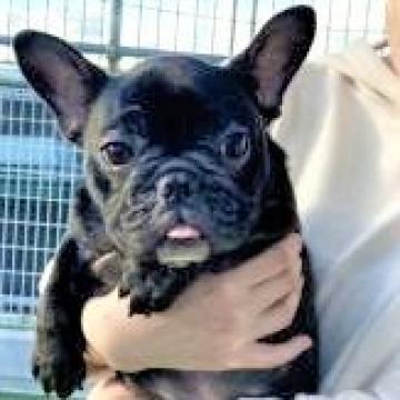 フレンチブルドッグ【大阪府・女の子・2022年7月22日・ブリンドル】の写真「大幅お値引！36万円を28万円(税込）」