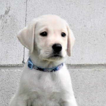 ラブラドールレトリバー【大阪府・男の子・2023年7月7日・イエロー】の写真「見るからに賢そう、そしてがっちり体躯💕」