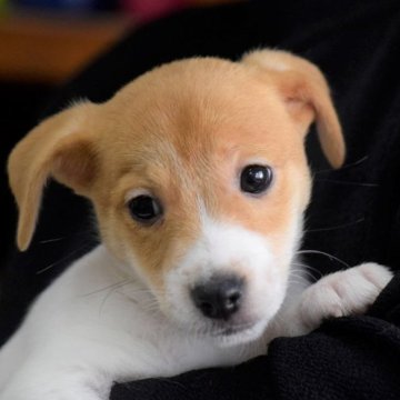 ジャックラッセルテリア【大阪府・女の子・2022年12月1日・ホワイト&タン】の写真「お色も綺麗、その上明るい性格のお嬢様💜」