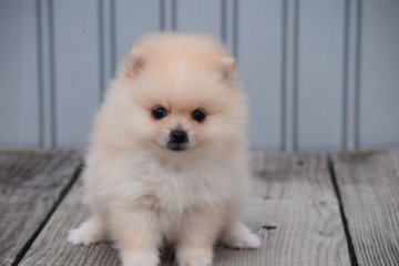 ポメラニアン【大阪府・男の子・2017年7月26日・クリーム】の写真「三兄弟で一番おっとりさんかな？」
