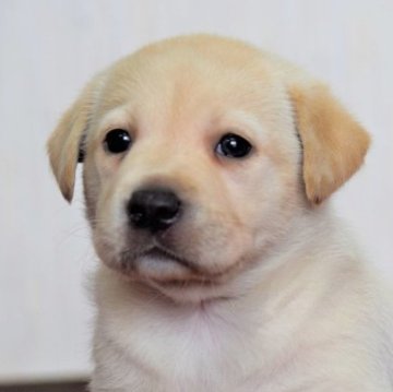 ラブラドールレトリバー【大阪府・女の子・2023年6月1日・イエロー】の写真「ラブらしく素敵なお顔、そしてがっちり体躯💕」