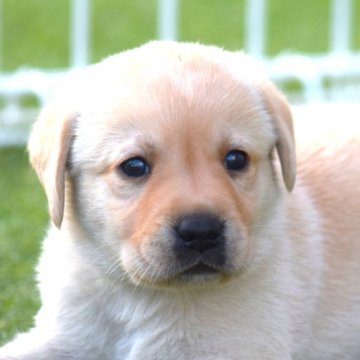 ラブラドールレトリバー【大阪府・男の子・2024年6月3日・イエロー】の写真「ラブらしく素敵なお顔、そしてがっちり体躯💕」