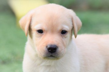 ラブラドールレトリバー【大阪府・男の子・2021年9月19日・イエロー】の写真「僕っていつもシッポフリフリなんだ💕」
