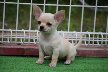 チワワ(スムース)【大阪府・男の子・2017年4月15日・クリーム】の写真「活発で可愛いイケメン君」