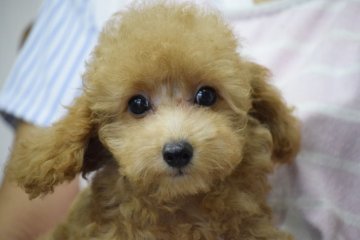 トイプードル(トイ)【大阪府・男の子・2018年6月15日・アプリコット】の写真「僕らハンサムボーイ♡」