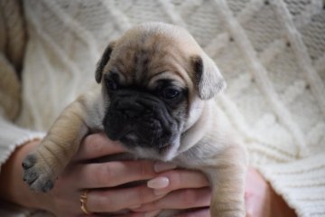 フレンチブルドッグ【大阪府・男の子・2017年2月1日・フォーン】の写真「これぞ！フレンチ・ブル　 ハンサムボーイ」