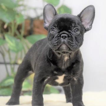 フレンチブルドッグ【大阪府・女の子・2022年7月22日・ブリンドル】の写真「これぞ！フレンチ・ブル　 別嬪さん💕」