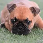 フレンチブルドッグ【大阪府・女の子・2022年7月22日・フォーン】の写真1「まだお耳も立ってないの♫だってまだ生まれて38日だもん。もうすぐ立つよ💕8月29日撮影」