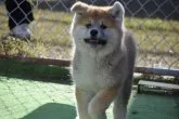 秋田犬【大阪府・女の子・2017年10月8日・赤】の写真3「全速力で走れるよ♪　12月3日撮影」