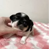 チワワ(ロング)