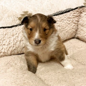 シェットランドシープドッグ【奈良県・男の子・2025年11月12日・セーブル&ホワイト】の写真「とても元気でよく飲んでよく寝て、お利口さんな男の子」