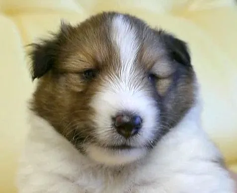 ID：1609-01409の子犬