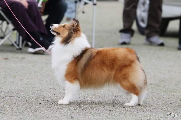 シェットランドシープドッグ【・女の子・2019年1月3日・セーブル】「ドッグショーにて」