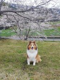 シェットランドシープドッグ【・女の子・2019年1月3日・セーブル】「桜の木の下で」