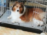シェットランドシープドッグ【・女の子・2019年1月3日・セーブル】「おうちのケージで」