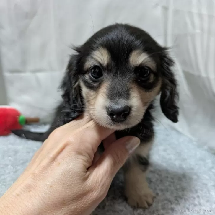 ID：2502-04481の子犬