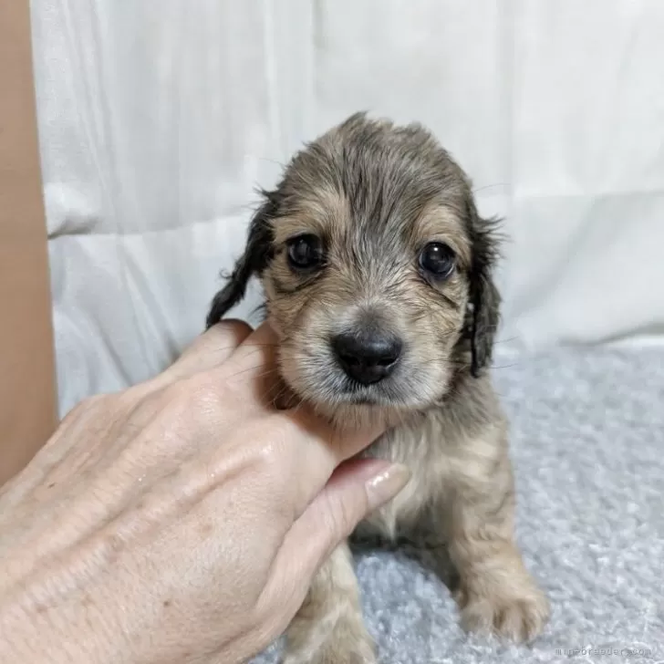 ID：2509-01703の子犬