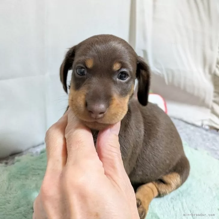 ID：2507-05826の子犬