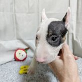 ミニチュアブルテリア