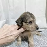 カニンヘンダックスフンド(ロング)【愛知県・男の子・2025年7月23日・シェイデッドイエロー】の写真3「動画はお話しの後、ライン交換でお送りできます＾＾」