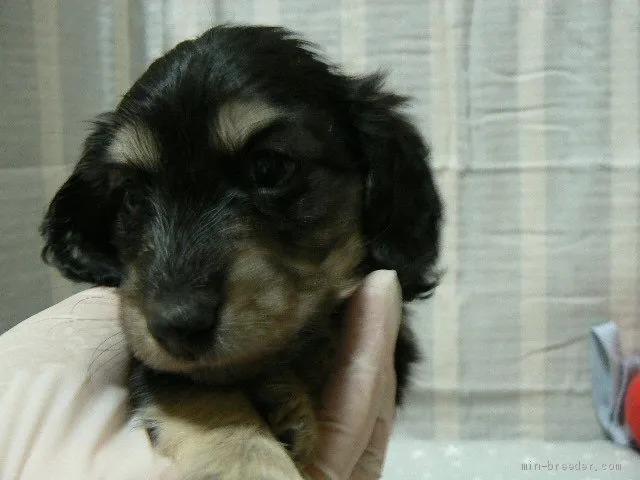 ID：2102-00318の子犬