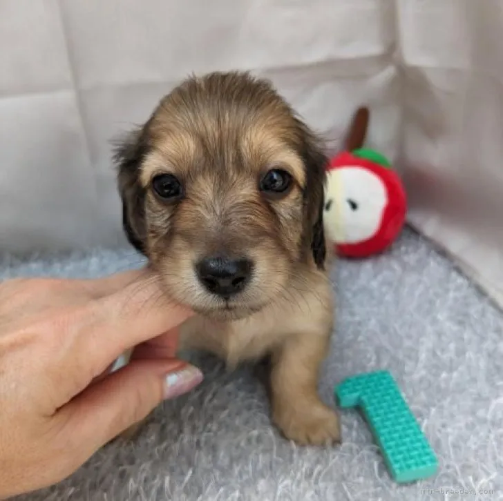 ID:2307-02563の子犬