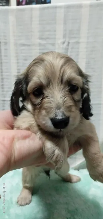 ID：2204-00300の子犬