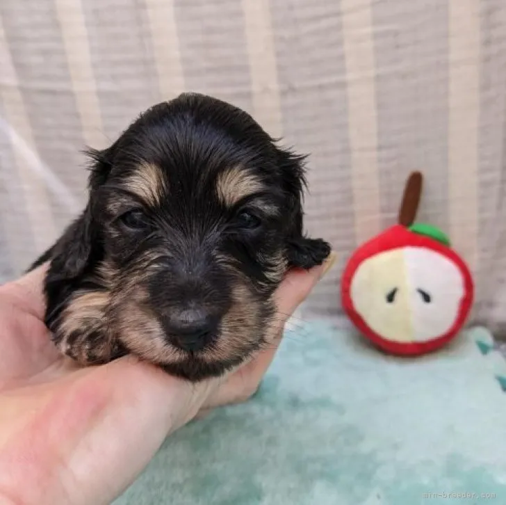 ID:2304-03517の子犬