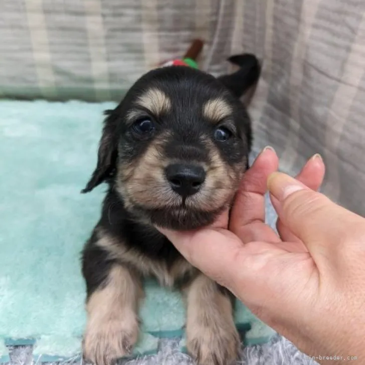 ID：2306-01021の子犬