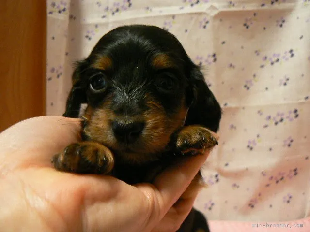 ID：1802-02022の子犬