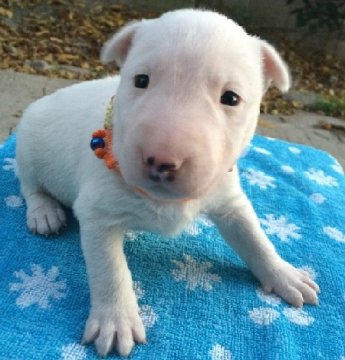 ミニチュアブルテリア【愛知県・女の子・2013年11月10日・ホワイト】の写真「希少種、M.ブルテリア、ホワイトの女の子」