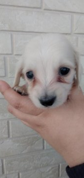 カニンヘンダックスフンド(ロング)【愛知県・男の子・2019年12月29日・イエロー(ピュアクリーム)】の写真「薄いピュアクリーム（イエロー）の赤ちゃんです^^」