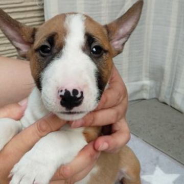 ミニチュアブルテリア【愛知県・女の子・2022年6月23日・レッド&ホワイト】の写真「茶白の優しい色合いの綺麗な柄の仔！甘えたさん♪」