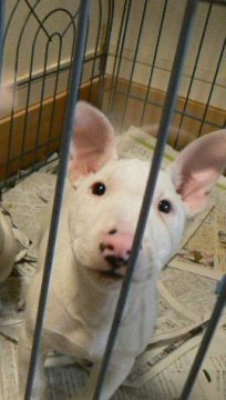 ミニチュアブルテリア【愛知県・男の子・2016年9月12日・ホワイト】の写真「明朗な可愛らしい子です☆」