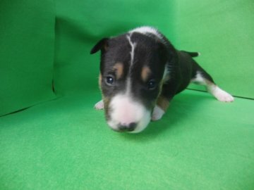 ミニチュアブルテリア【愛知県・女の子・2013年11月16日・トライカラー(ブラックタン&ホワイト)】の写真「人気のM.ブルテリア、トライカラーの女の子デス！」