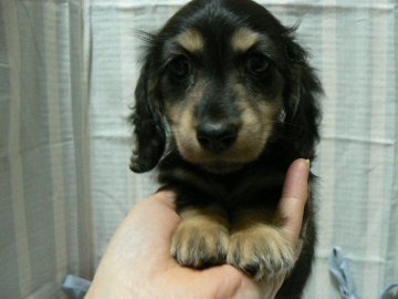 カニンヘンダックスフンド(ロング)【愛知県・女の子・2020年12月10日・ブラック&イエロー】の写真「両親共に可愛らしい子達から生まれた赤ちゃんです！」