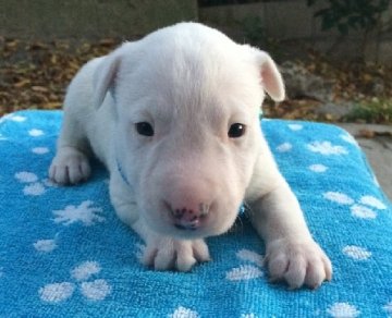 ミニチュアブルテリア【愛知県・男の子・2013年11月10日・ホワイト】の写真「希少種、M.ブルテリア、ホワイトの男の子」