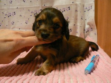 カニンヘンダックスフンド(ロング)【愛知県・男の子・2018年2月11日・シェイデッドレッド】の写真「一番小さなかわいい男の子です！」