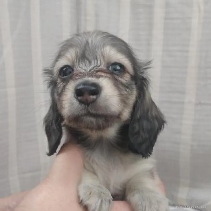 ID:2208-00325の子犬