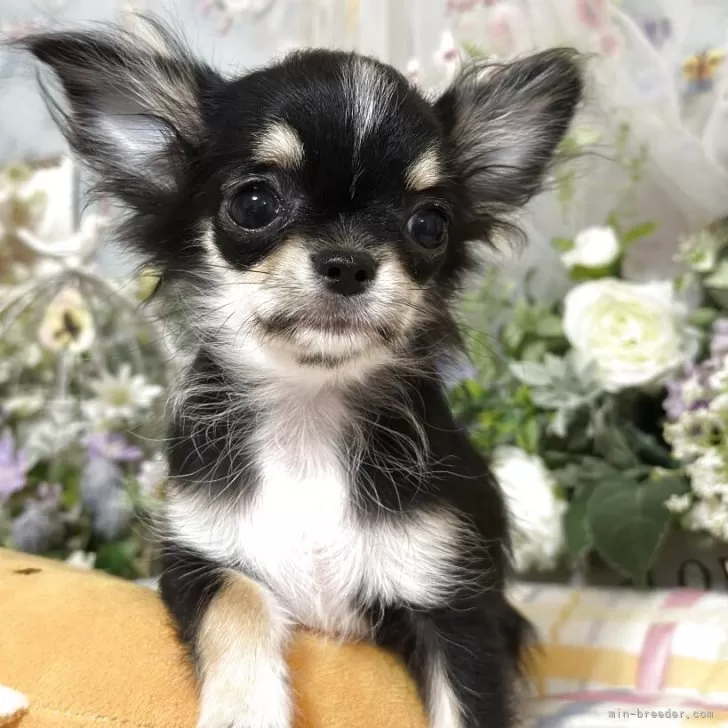 ✨アクア✨ 様のお迎えした子犬
