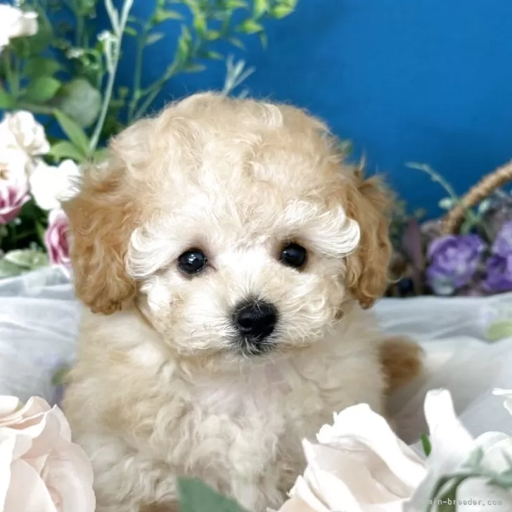 ID:2509-07824の子犬