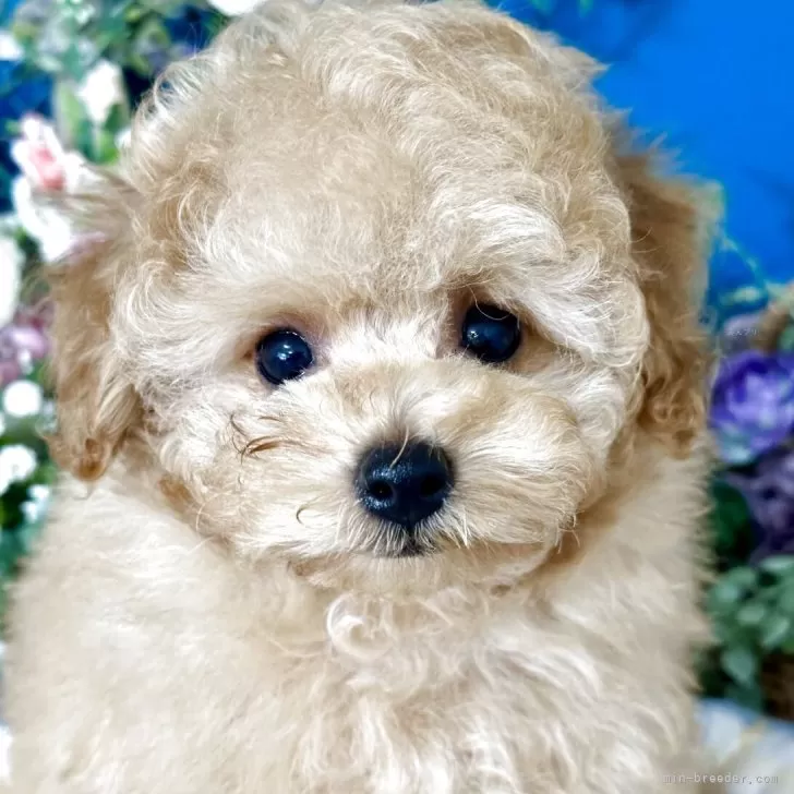 ID：2509-06344の子犬