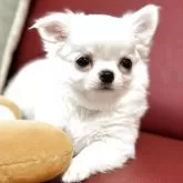 チワワ(ロング)