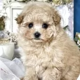 タイニープードル