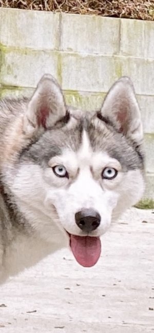 菅田　寧々(すがた　ねね)ブリーダー(大分県・シベリアンハスキーなど・JKC登録)の紹介写真3