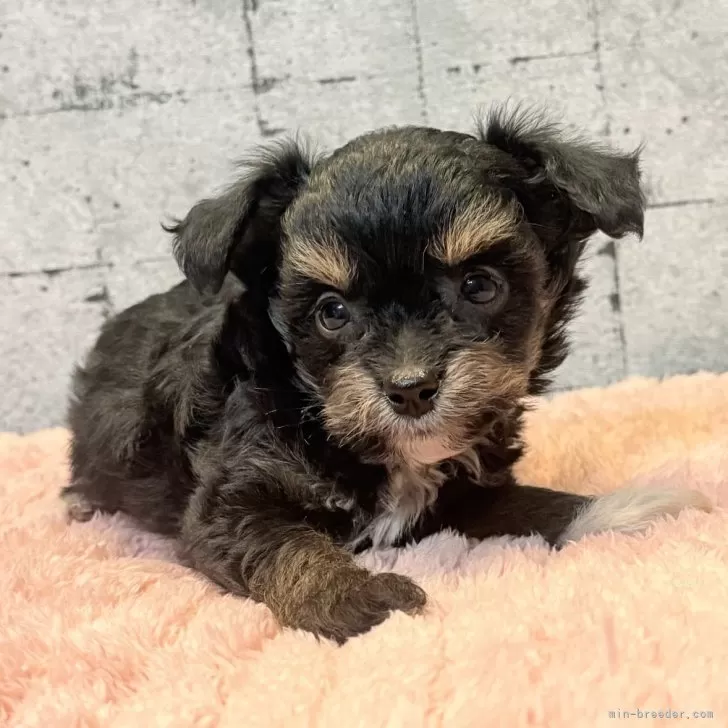 ID：2507-06866の子犬